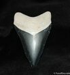 Bone Valley Megalodon Tooth #526-1